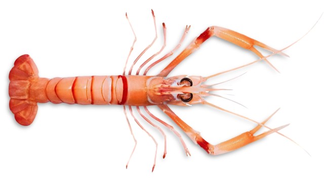 homarzec nowozelandzki