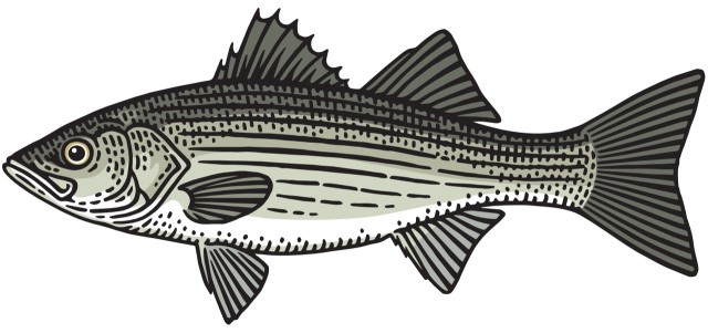 skalnik prążkowany