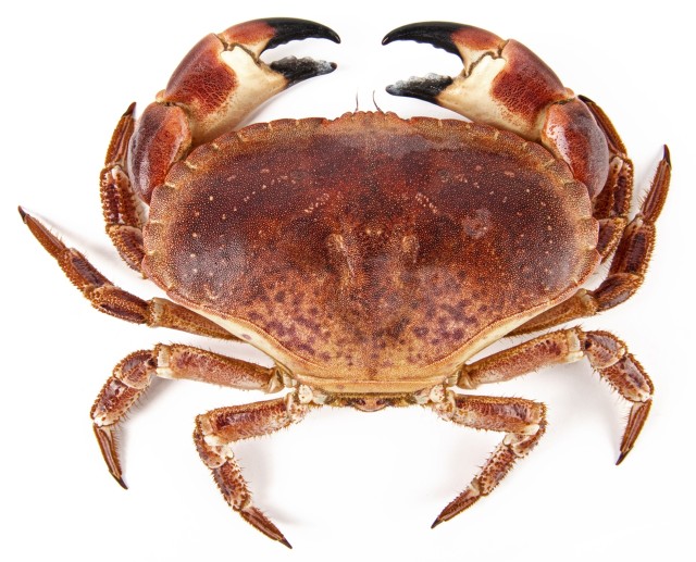 kieszeniec europejski