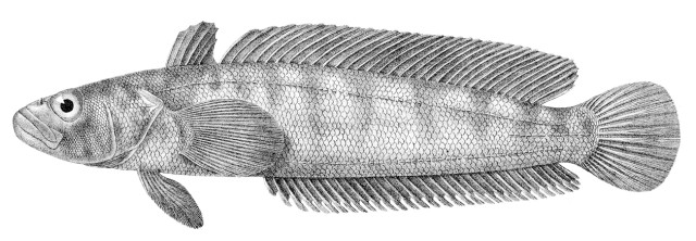 Nototenia marmurkowa