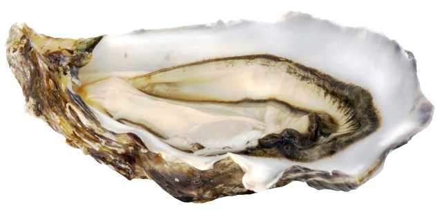 ostryga pacyficzna / ostryga wielka / ostryga japońska