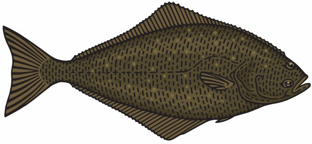 Halibut pacyficzny