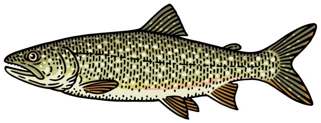 Palia jeziorowa / palia amerykańska