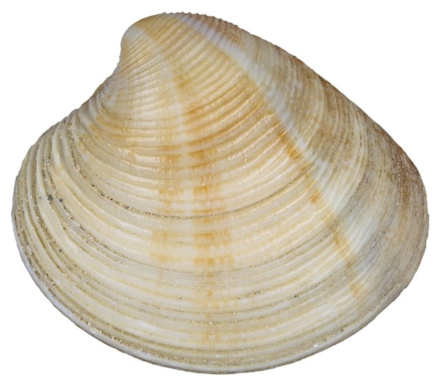 małż wenus pasiasty