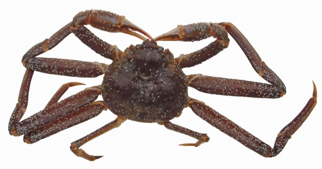 krab śnieżny / opilio