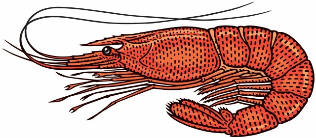 krewetka czerwona argentyńska