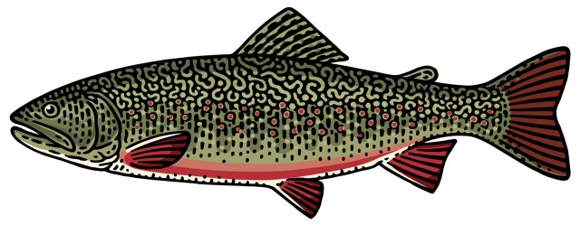 Pstrąg źródlany / palia źródlana