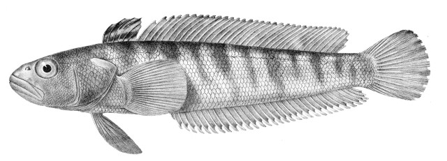 Nototenia falklandzka