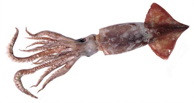 kałamarnica Humboldta