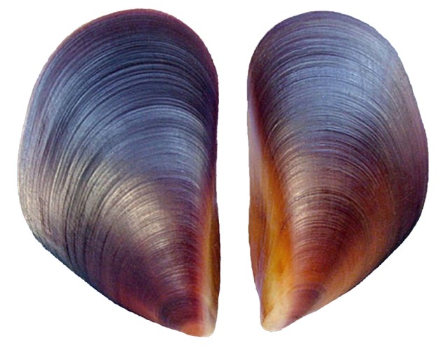 omułek śródziemnomorski