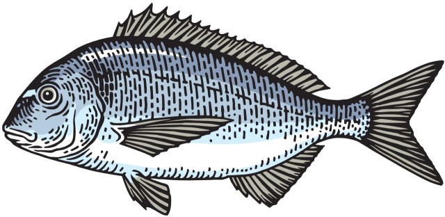 dorada