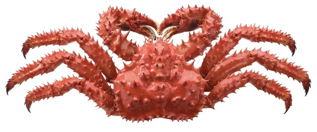krabon królewski / krab kamczacki