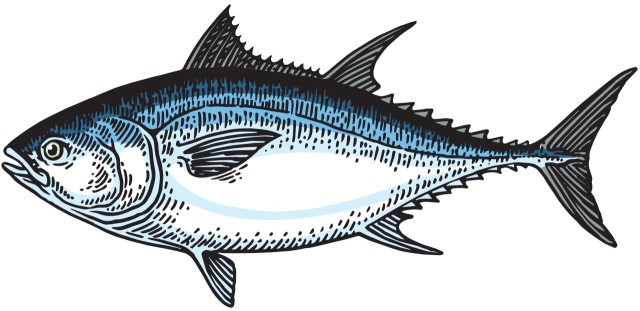 tuńczyk błękitnopłetwy