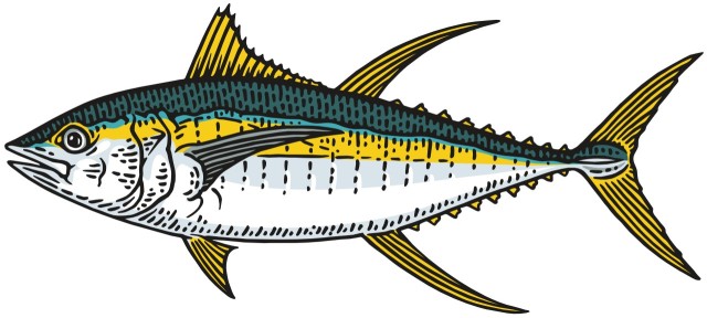 tuńczyk żółtopłetwy