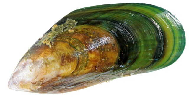 małż nowozelandzki / małż zielony