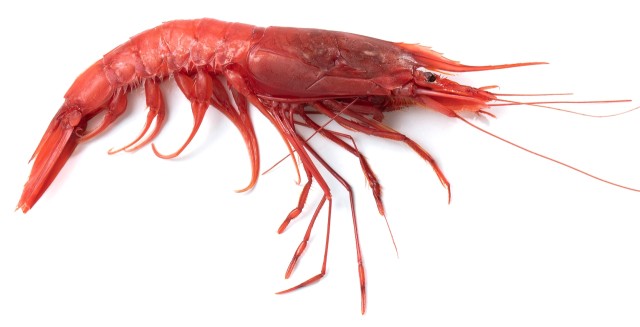 krewetka czerwona