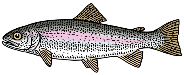 Pstrąg tęczowy