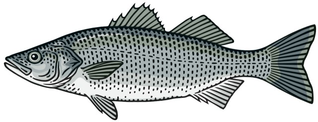 labraks / okoń morski