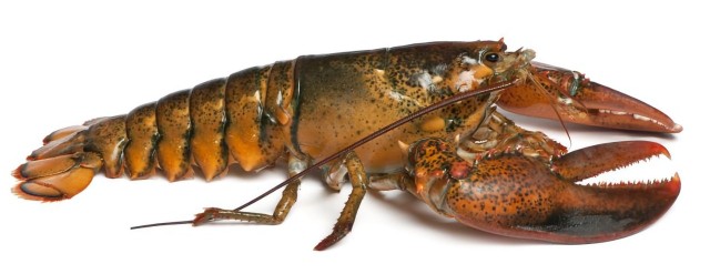 homar amerykański