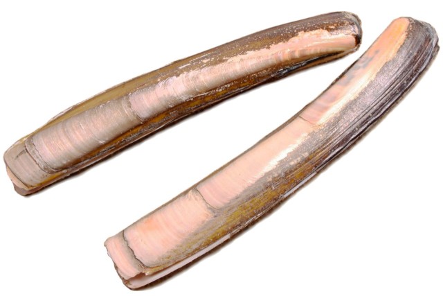 okładniczka atlantycka