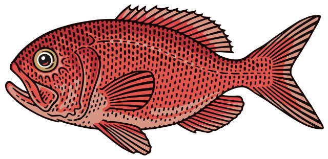 gardłosz atlantycki