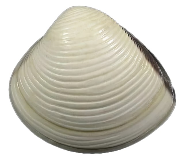 małż Wenus lirowaty