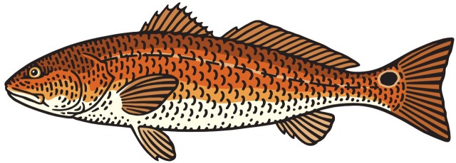 kulbak czerwony / korwin czerwony