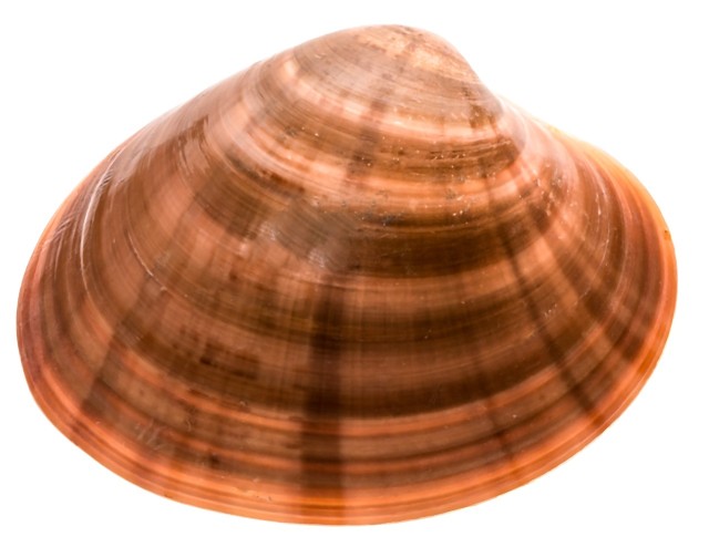 małż wenus brunatny